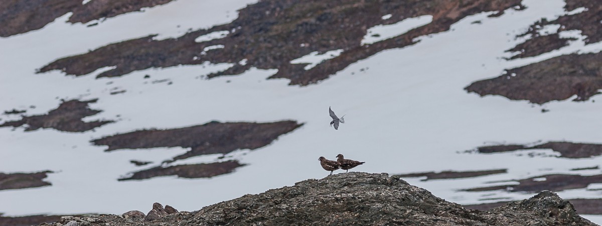 Varighet av snødekke på land