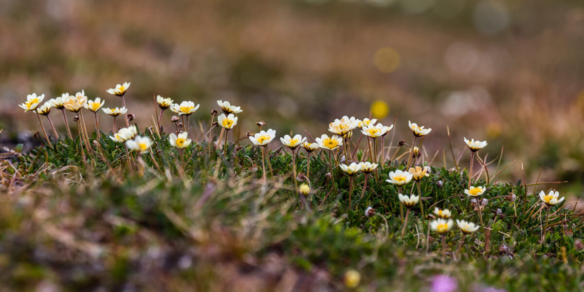 Reinrose på Svalbard