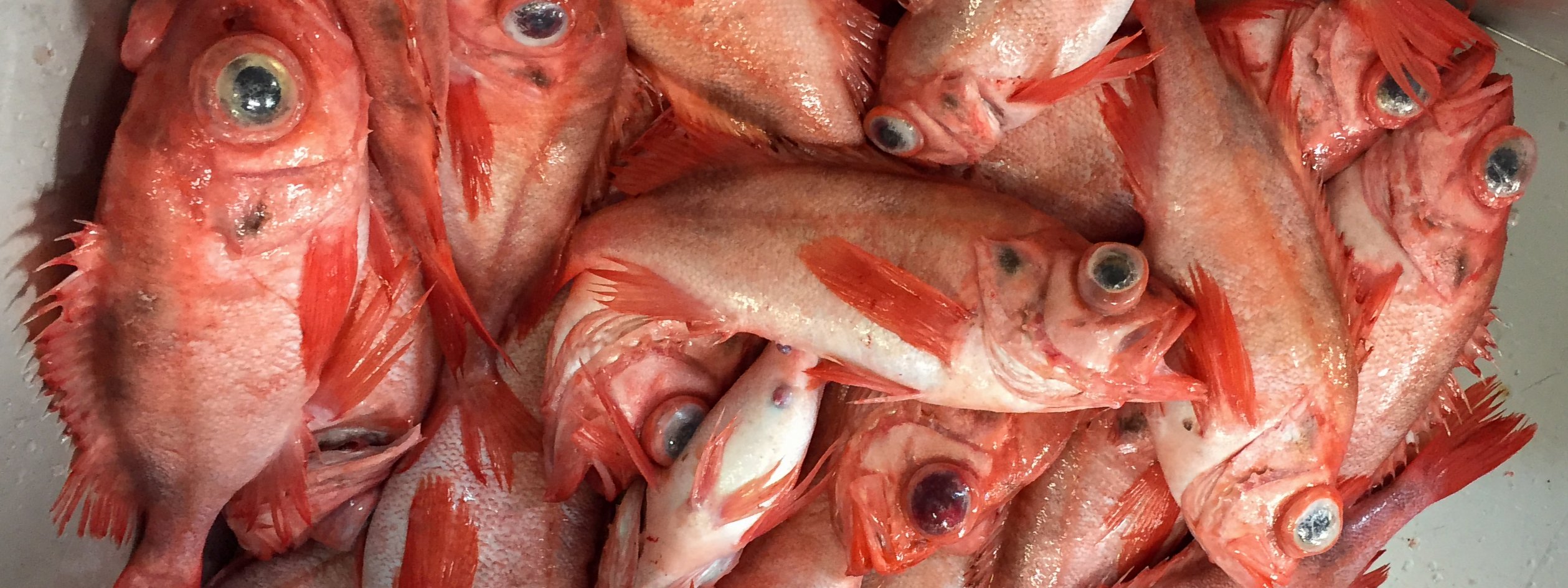 Stock Of Beaked Redfish In The Barents Sea MOSJ